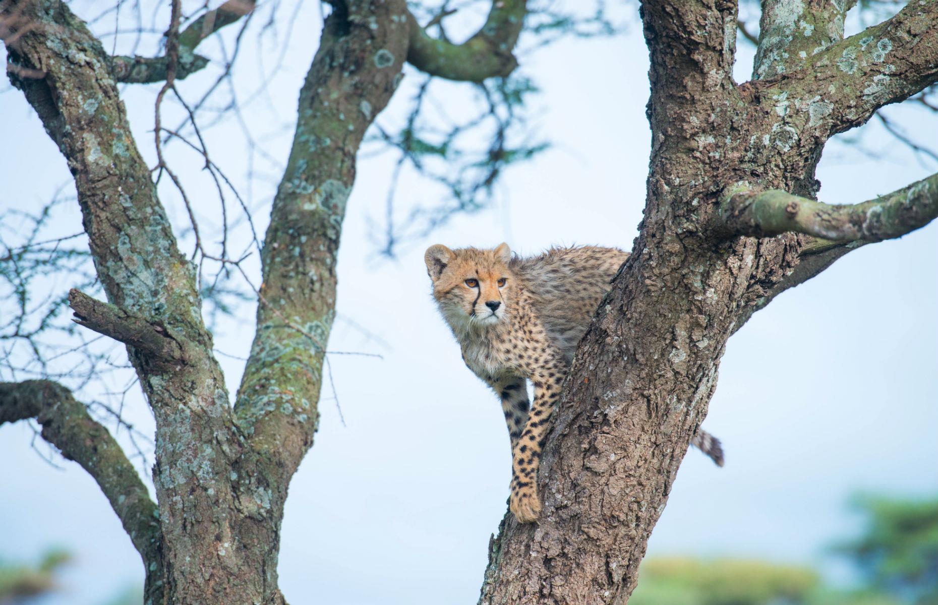 Cheetahs in Tanzania